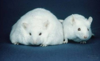 Chuột cần lông nhiều, chứ người thì đâu đến nỗi. Nếu suy diễn theo kiểu “thức ăn nào tốt cho chuột cũng tốt cho người” thì coi sao được