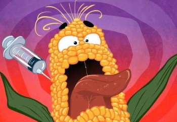 Dự tính năm 2015, Việt Nam sẽ khai triển giống bắp GM đại trà. Hơi chậm? Các tay trùm GM, như Monsanto, Syngenta lời ròng cả tỉ USD thì việc tài trợ nghiên cứu của họ chỉ là chuyện nhỏ, kể cả chi phối kết quả nghiên cứu.