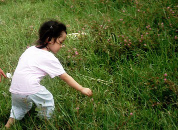 Cuộc sống đô thị, cuộc sống công nghiệp làm hoa xấu hổ chạy mất tiêu. Không chừng con người hết biết xấu hổ rồi.