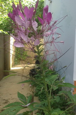 Trông hồng ri bi tráng, mộc mạc và chân thật biết bao!