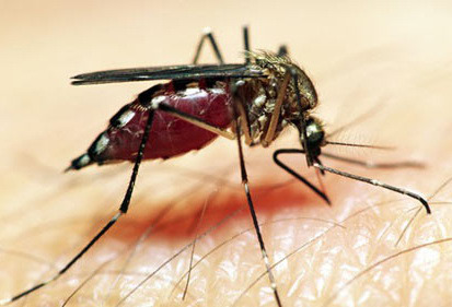 Chết đi, nàng hóa thân thành con muỗi, tìm người để lấy lại ba giọt máu, mong được hồi sinh. Nàng bay tới đâu cũng bị sua đuổi, nên luôn miệng vo ve than vãn”.