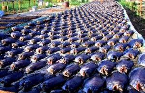 Khô thơm vì trong con cá lượng nước không còn mấy. Khi nướng, lửa tạo nhiệt cao, gây ra hiện tượng browning (chín vàng nâu), làm dậy mùi hương