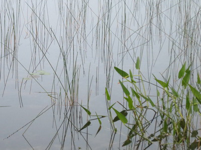 Những cảm xúc phiền não quấy rầy sự hòa bình tâm hồn của chúng ta.