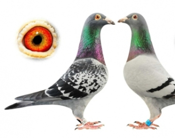 Người Việt, tự bản chất, vẫn là những nông dân thật thà, chất phác và dễ thương nhưng chỉ biết những cái lợi nhỏ trước mắt và ít đáng tin cậy trong công việc