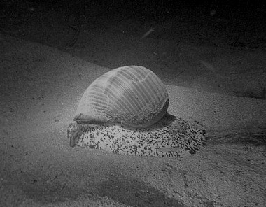 Có ai ngờ cái thân thể gầy gò kia lại bọc nổi tình thương yêu rộng lớn như con ốc nhỏ thu gọn cả đại dương trong lòng mà vẫn câm nín. Câm nín suốt đời…