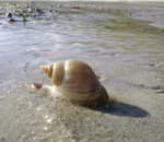 seasnail