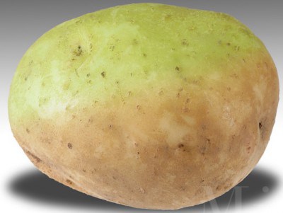 Những vùng vỏ xanh ở khoai tây chứa độc tố gấp vài trăm lần so với khoai bình thường. Nên gọt bỏ phần vỏ và củ màu xanh. Nếu vùng xanh nhiều, thỉ bỏ luôn