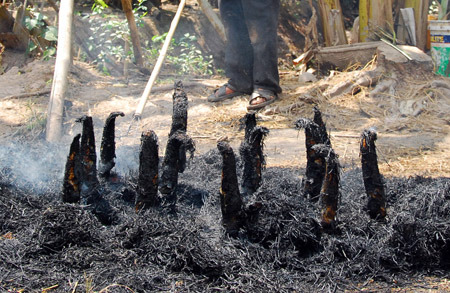 .. Lớp tro nóng làm thịt cá thêm thơm và ngọt. Sau khi tàn rơm được khều ra, những con cá lóc nướng vàng ươm, vây cá bị cháy sạch, tỏa mùi thơm khó cưỡng