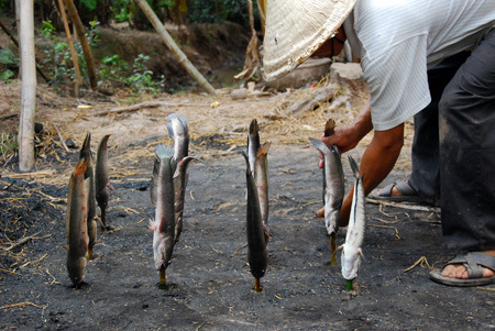 Những con cá lóc tươi ngon vừa bắt dưới sông lên chỉ cần rửa sạch, không cần sơ chế, cắm xuyên que từ đầu đến đuôi để chuẩn bị nướng. Hình ảnh cá lóc chổng ngược trông rất lạ mắt và thú vị.