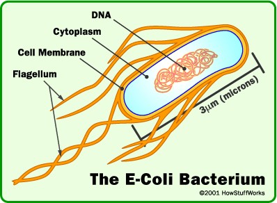 chuỗi amino-acid của Lactoferricin sau khi bị thay đổi đã tỏ ra rất hữu hiệu, hơn trước nhiều, khi tấn công để xé toang màng tế bào của vi khuẩn Escheria coli (được chọn làm thử nghiệm) và tiêu diệt, còn ngăn chặn không cho vi khuẩn E.coli lây lan