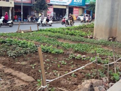 Tận dụng đất trống để trồng rau sát mặt đường - Ảnh: Tú Anh