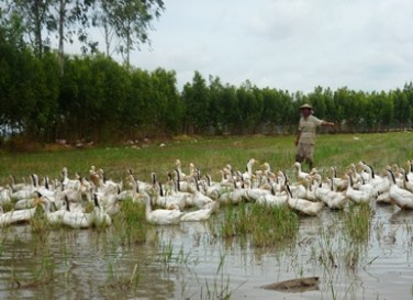 Chiều chiều vịt lội mênh mông, cầu trôi ván nổi ai bồng em qua
