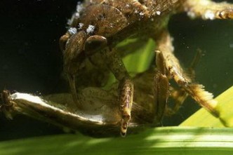 Cà cuống kết liễu con mồi bằng ngòi đốt có nọc độc mạnh, và hút dinh dưỡng từ cơ thể đã tê liệt của con mồi (tinmoitruong.vn)