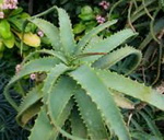 aloe-1