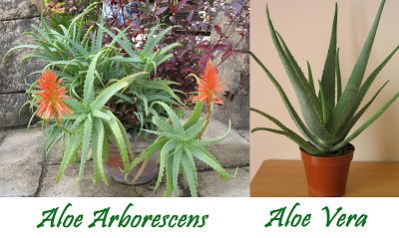 aloe-arborescens-vs-aloe-vera