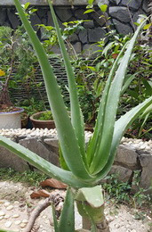 Cây lô hội aloe vera trồng ở Đà Lạt. Phần ngọn của 1 lá đã bị ai đó bẻ trộm, đắp lên mặt làm… điệu