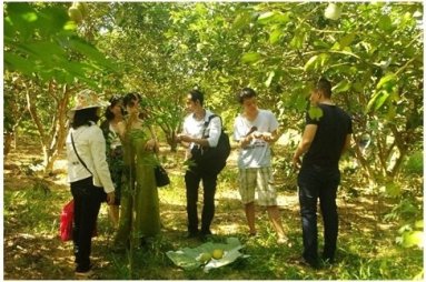 Tổ chức cho khách hàng tham quan vườn là một cách mà Cửa hàng nông dân Huế thực hiện để kết nối khách hàng và người sản xuất. Ảnh: Bá Khương/TBKTSG