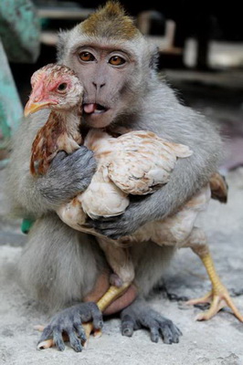 Năm khỉ, chẳng ai ăn thịt khỉ, nhưng làm trò khỉ trong thực phẩm thì khá nhiều. Năm tới là năm gà. Thịt gà tương đối lành (trừ gà móng đỏ). Tôi sẽ khai bút với bài gà. Hẹn bạn đọc đầu năm Gà.